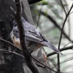 Pachycephala rufiventris at Paddys River, ACT - 7 Jan 2019