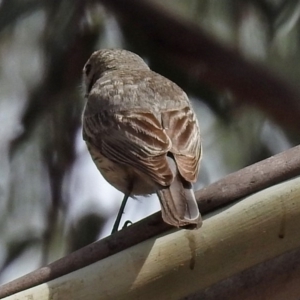 Pachycephala rufiventris at Paddys River, ACT - 7 Jan 2019