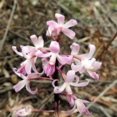 Dipodium roseum (Rosy Hyacinth Orchid) at Paddys River, ACT - 7 Jan 2019 by RodDeb