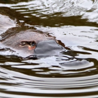 Ornithorhynchus anatinus (Platypus) at Tidbinbilla Nature Reserve - 7 Jan 2019 by RodDeb