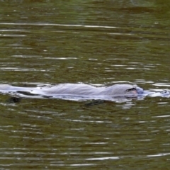 Ornithorhynchus anatinus at Paddys River, ACT - 7 Jan 2019 01:21 PM