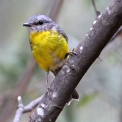 Eopsaltria australis at Paddys River, ACT - 7 Jan 2019