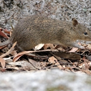 Isoodon obesulus obesulus at Paddys River, ACT - 7 Jan 2019 12:02 PM