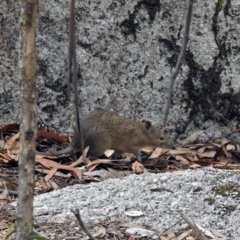 Isoodon obesulus obesulus at Paddys River, ACT - 7 Jan 2019 12:02 PM