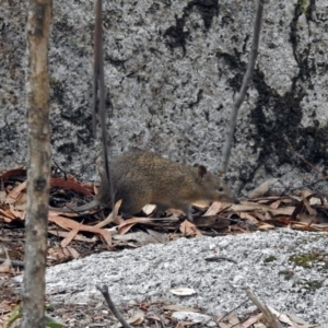 Isoodon obesulus obesulus at Paddys River, ACT - 7 Jan 2019 12:02 PM