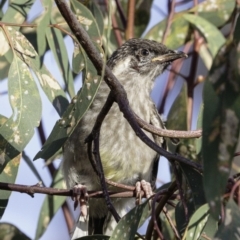 Anthochaera carunculata (Red Wattlebird) at Deakin, ACT - 5 Jan 2019 by JonSteinbeck