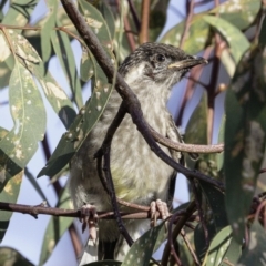 Anthochaera carunculata (Red Wattlebird) at Deakin, ACT - 4 Jan 2019 by BIrdsinCanberra