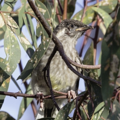 Anthochaera carunculata (Red Wattlebird) at Deakin, ACT - 5 Jan 2019 by JonSteinbeck
