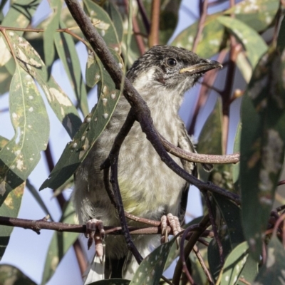 Anthochaera carunculata (Red Wattlebird) at Deakin, ACT - 4 Jan 2019 by BIrdsinCanberra