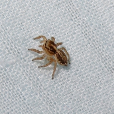 Salticidae (family) (Jumping spider) at Macarthur, ACT - 7 Jan 2019 by RodDeb