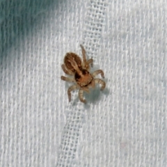 Salticidae (family) at Macarthur, ACT - 7 Jan 2019