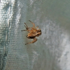 Salticidae (family) at Macarthur, ACT - 7 Jan 2019