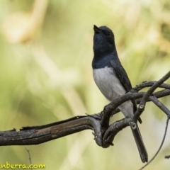 Myiagra rubecula (Leaden Flycatcher) at Deakin, ACT - 5 Jan 2019 by JonSteinbeck