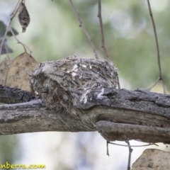 Myiagra rubecula at Deakin, ACT - 5 Jan 2019