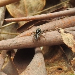 Jotus sp. (genus) (Unidentified Jotus Jumping Spider) at Paddys River, ACT - 7 Jan 2019 by RodDeb