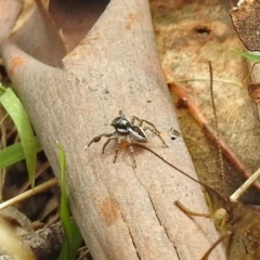 Jotus sp. (genus) at Paddys River, ACT - 7 Jan 2019