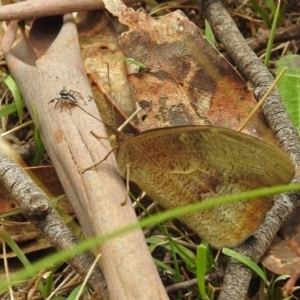 Jotus sp. (genus) at Paddys River, ACT - 7 Jan 2019