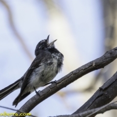 Rhipidura albiscapa (Grey Fantail) at Deakin, ACT - 5 Jan 2019 by BIrdsinCanberra