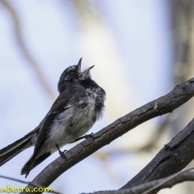 Rhipidura albiscapa (Grey Fantail) at Deakin, ACT - 4 Jan 2019 by BIrdsinCanberra