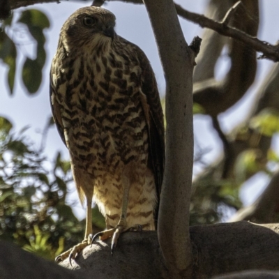 Tachyspiza fasciata (Brown Goshawk) at Deakin, ACT - 5 Jan 2019 by JonSteinbeck