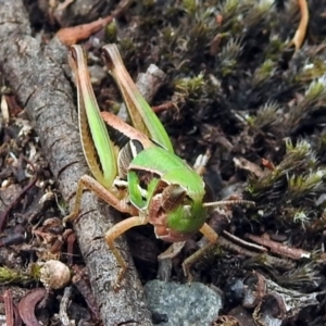 Praxibulus sp. (genus) at Paddys River, ACT - 7 Jan 2019