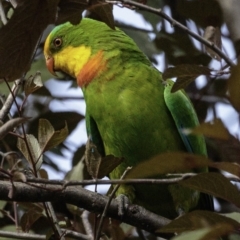 Polytelis swainsonii (Superb Parrot) at Hughes, ACT - 5 Jan 2019 by JonSteinbeck