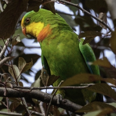 Polytelis swainsonii (Superb Parrot) at Hughes, ACT - 5 Jan 2019 by JonSteinbeck