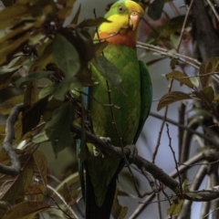 Polytelis swainsonii at Hughes, ACT - 5 Jan 2019