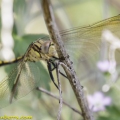 Orthetrum caledonicum (Blue Skimmer) at Deakin, ACT - 5 Jan 2019 by JonSteinbeck