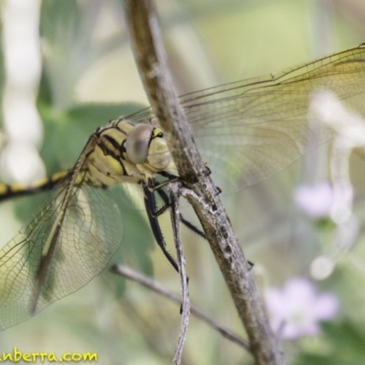 Orthetrum caledonicum (Blue Skimmer) at Deakin, ACT - 5 Jan 2019 by JonSteinbeck