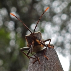 Amorbus sp. (genus) (Eucalyptus Tip bug) at Paddys River, ACT - 7 Jan 2019 by RodDeb