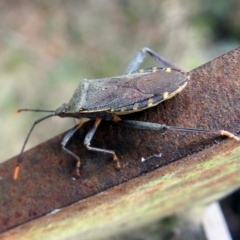 Amorbus sp. (genus) at Paddys River, ACT - 7 Jan 2019 01:51 PM