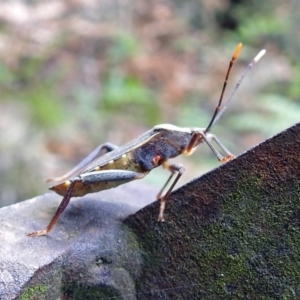 Amorbus sp. (genus) at Paddys River, ACT - 7 Jan 2019 01:51 PM