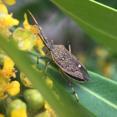 Poecilometis strigatus (Gum Tree Shield Bug) at Yarralumla, ACT - 7 Jan 2019 by PeterA