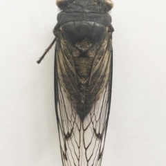 Psaltoda moerens (Redeye cicada) at Hughes, ACT - 7 Jan 2019 by ruthkerruish