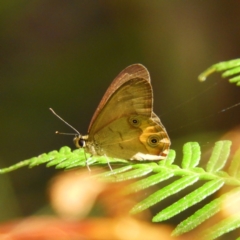 Hypocysta metirius (Brown Ringlet) at Bawley Point, NSW - 4 Jan 2019 by MatthewFrawley