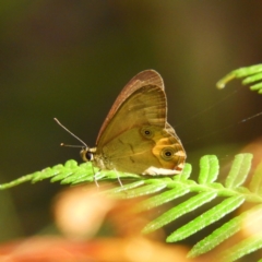 Hypocysta metirius (Brown Ringlet) at Bawley Point, NSW - 3 Jan 2019 by MatthewFrawley