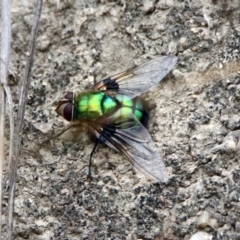 Rutilia (Chrysorutilia) formosa (A Bristle fly) at Paddys River, ACT - 6 Jan 2019 by RodDeb