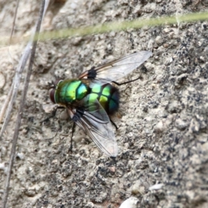 Rutilia (Chrysorutilia) formosa at Paddys River, ACT - 7 Jan 2019