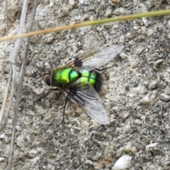 Rutilia (Chrysorutilia) formosa at Paddys River, ACT - 7 Jan 2019