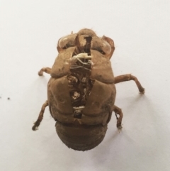 Psaltoda moerens (Redeye cicada) at Hughes, ACT - 7 Jan 2019 by ruthkerruish