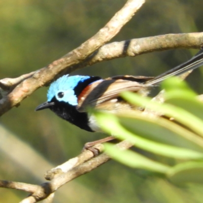 Malurus lamberti (Variegated Fairywren) at Bawley Point, NSW - 4 Jan 2019 by MatthewFrawley