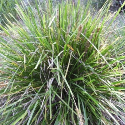 Lomandra longifolia (Spiny-headed Mat-rush, Honey Reed) at Bawley Point, NSW - 3 Jan 2019 by MatthewFrawley