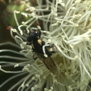 Leioproctus (Leioproctus) irroratus at Acton, ACT - 8 Jan 2019