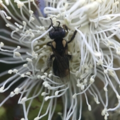 Leioproctus (Leioproctus) irroratus at Acton, ACT - 8 Jan 2019