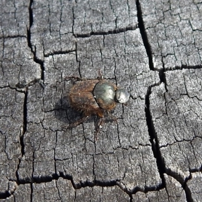 Onthophagus granulatus (Small brown dung beetle) at Paddys River, ACT - 7 Jan 2019 by RodDeb