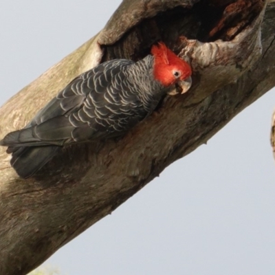 Callocephalon fimbriatum (Gang-gang Cockatoo) at Deakin, ACT - 8 Jan 2019 by JackyF