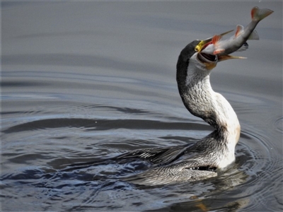 Anhinga novaehollandiae (Australasian Darter) at Fyshwick, ACT - 8 Jan 2019 by JohnBundock