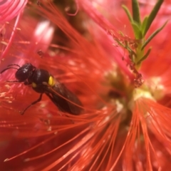 Amphylaeus (Agogenohylaeus) obscuriceps at Hackett, ACT - 8 Jan 2019 by PeterA