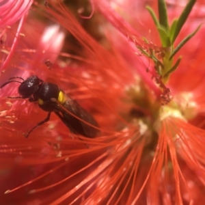 Amphylaeus (Agogenohylaeus) obscuriceps at Hackett, ACT - 8 Jan 2019 01:43 PM